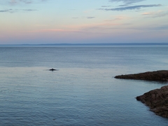 Balaenoptera acutorostrata