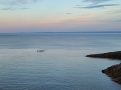 Balaenoptera acutorostrata