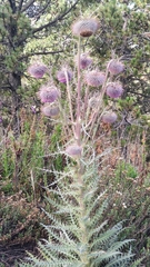Cirsium nivale