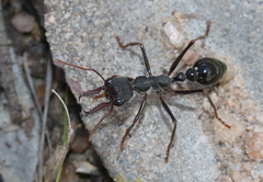 Myrmecia pyriformis