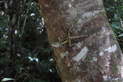 Diploderma swinhonis