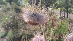 Cirsium nivale