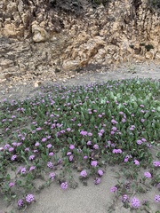 Abronia umbellata breviflora