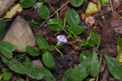 Bonnaya ruelloides