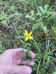 Coreopsis major