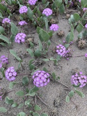 Abronia umbellata breviflora
