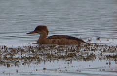 Lophodytes cucullatus