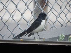 Rhipidura leucophrys