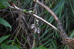 Polycanthagyna erythromelas