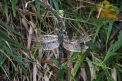 Polycanthagyna erythromelas