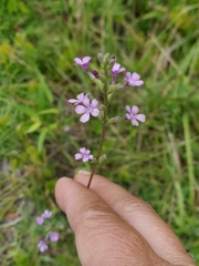 Buchnera floridana