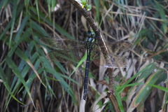 Polycanthagyna erythromelas