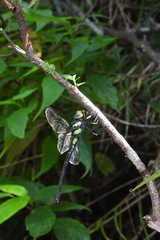 Polycanthagyna erythromelas