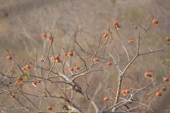 Cochlospermum vitifolium