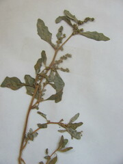 Oxybasis glauca glauca