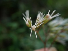 Eupatorium tashiroi