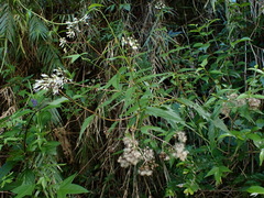 Eupatorium tashiroi