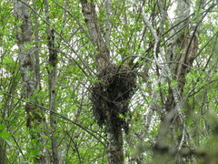 Agrobacterium radiobacter