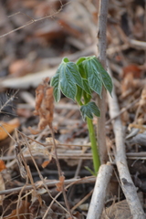 Gyrocarpus jatrophifolius