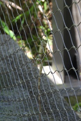 Diploderma swinhonis