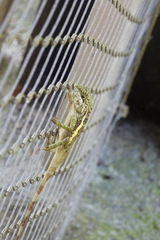 Diploderma swinhonis