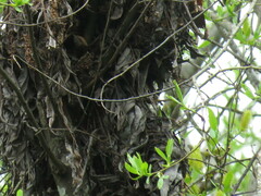 Agrobacterium radiobacter