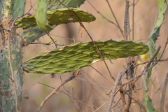 Opuntia karwinskiana