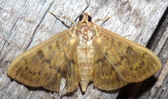 Psara obscuralis