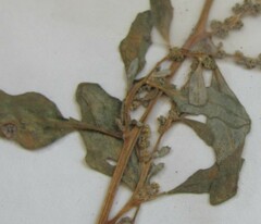 Oxybasis glauca glauca