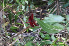 Neurothemis taiwanensis