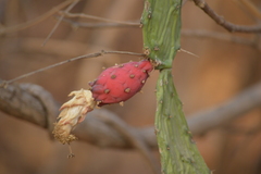 Opuntia karwinskiana