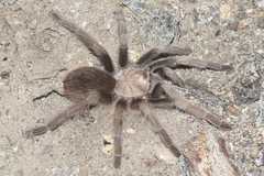 Aphonopelma eutylenum