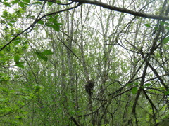 Agrobacterium radiobacter