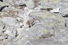 Callospermophilus lateralis