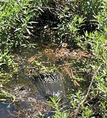 Alligator mississippiensis