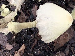 Leucocoprinus birnbaumii