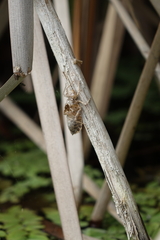 Lindenia tetraphylla