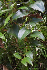 Smilax ocreata