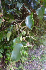 Smilax ocreata