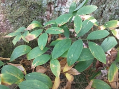 Uvularia sessilifolia