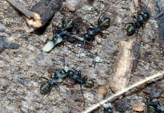 Camponotus aeneopilosus