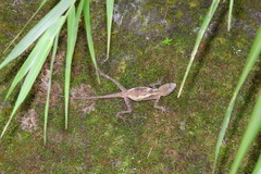 Diploderma swinhonis