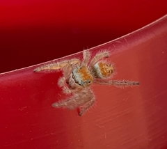 Phidippus cardinalis