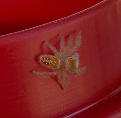 Phidippus cardinalis