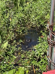 Alligator mississippiensis