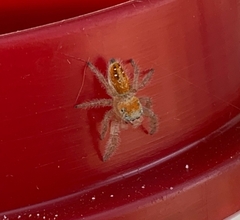 Phidippus cardinalis