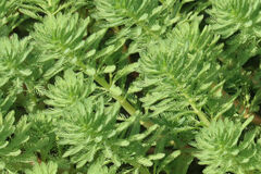 Myriophyllum aquaticum