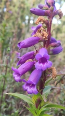Penstemon gentianoides