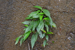 Tricyrtis formosana