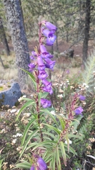 Penstemon gentianoides
